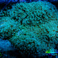 Leather Coral-  Toadstool  7cm WYSIWYG C3R1B2 Leather Coral-  Toadstool  7cm WYSIWYG C3R1B2 Soft Coral Leather Coral-  Toadstool  7cm WYSIWYG C3R1B2 Zeo Box Reef
