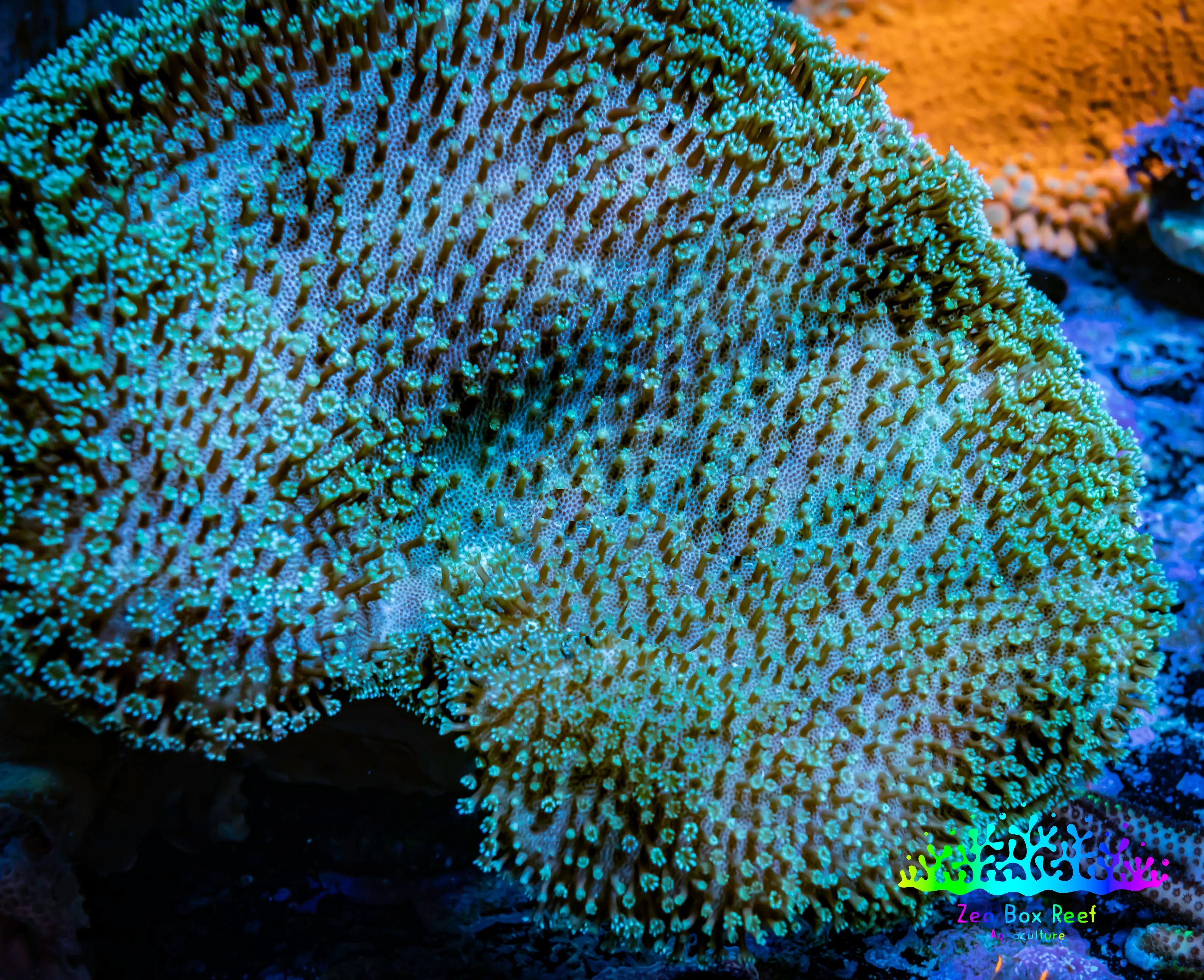 Toadstool Reef Buy Long Polyp Toadstool leather Coral Zeo Box Reef Australia – Zeo Box ...