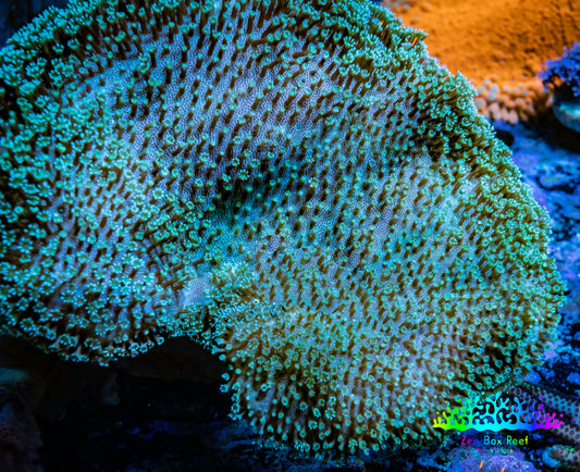 Leather Coral-  Toadstool  8cm WYSIWYG R1B2 Leather Coral-  Toadstool  8cm WYSIWYG R1B2 Soft Coral Leather Coral-  Toadstool  8cm WYSIWYG R1B2 Zeo Box Reef