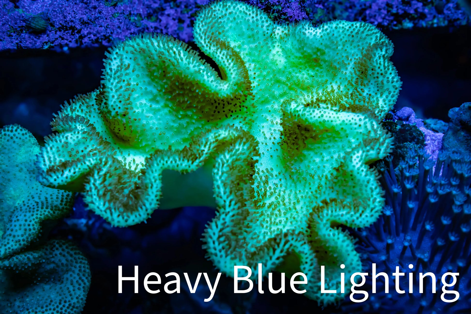 Toadstool Reef Buy Green Polyp leather Coral Australia – Zeo Box Reef Aquaculture