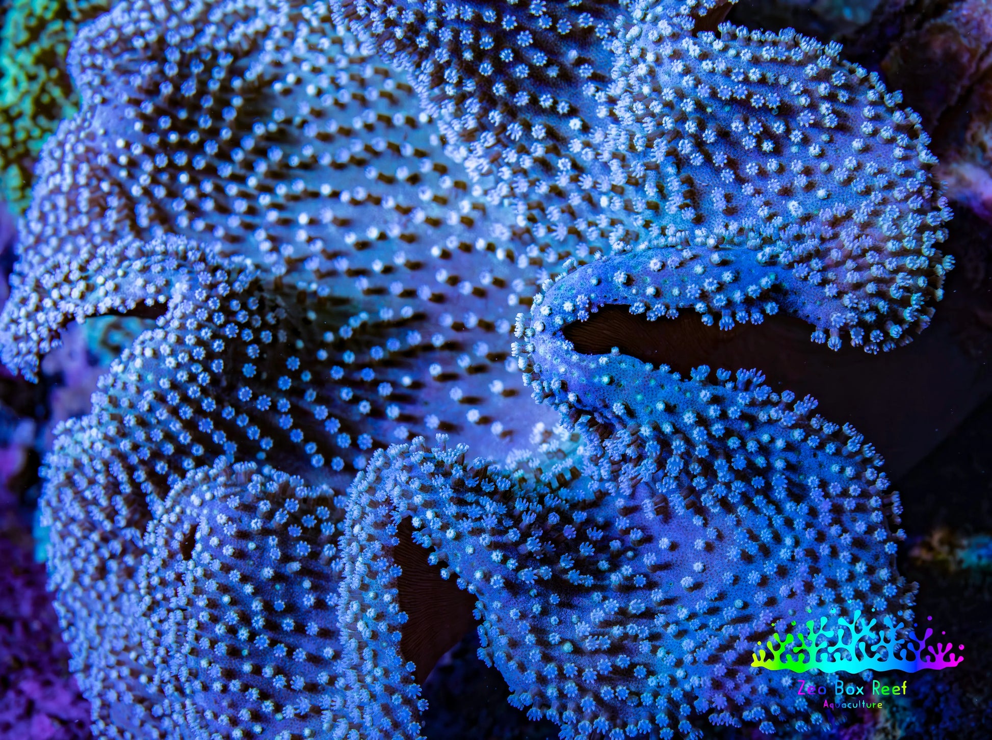 Leather Coral- Toadstool Leather 11cm WYSIWYG M2W2 Leather Coral- Toadstool Leather 11cm WYSIWYG M2W2 Soft Coral Leather Coral- Toadstool Leather 11cm WYSIWYG M2W2 Zeo Box Reef