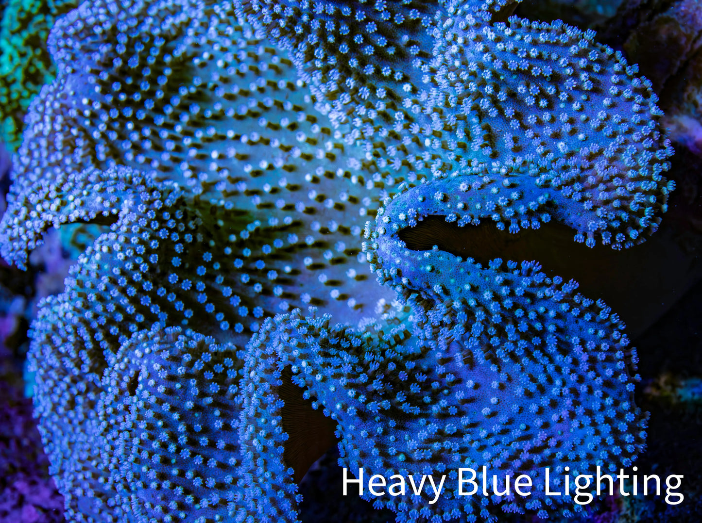 Leather Coral- Toadstool Leather 11cm WYSIWYG M2W2 Leather Coral- Toadstool Leather 11cm WYSIWYG M2W2 Soft Coral Leather Coral- Toadstool Leather 11cm WYSIWYG M2W2 Zeo Box Reef