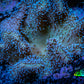 Leather Coral-  Toadstool Leather 12cm (large) WYSIWYG FB2 Leather Coral-  Toadstool Leather 12cm (large) WYSIWYG FB2 Soft Coral Leather Coral-  Toadstool Leather 12cm (large) WYSIWYG FB2 Zeo Box Reef