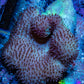 Leather Coral- Toadstool Leather 6cm WYSIWYG Leather Coral- Toadstool Leather 6cm WYSIWYG Soft Coral Leather Coral- Toadstool Leather 6cm WYSIWYG Zeo Box Reef
