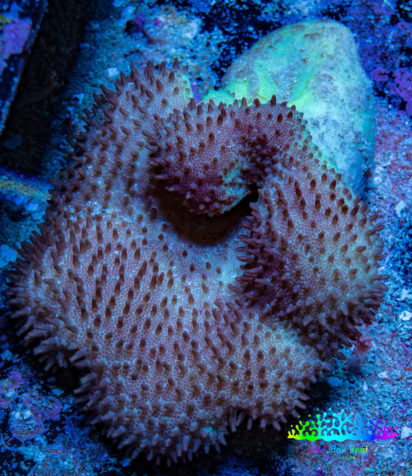 Leather Coral- Toadstool Leather 6cm WYSIWYG Leather Coral- Toadstool Leather 6cm WYSIWYG Soft Coral Leather Coral- Toadstool Leather 6cm WYSIWYG Zeo Box Reef