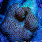 Leather Coral- Toadstool Leather 6cm WYSIWYG Leather Coral- Toadstool Leather 6cm WYSIWYG Soft Coral Leather Coral- Toadstool Leather 6cm WYSIWYG Zeo Box Reef