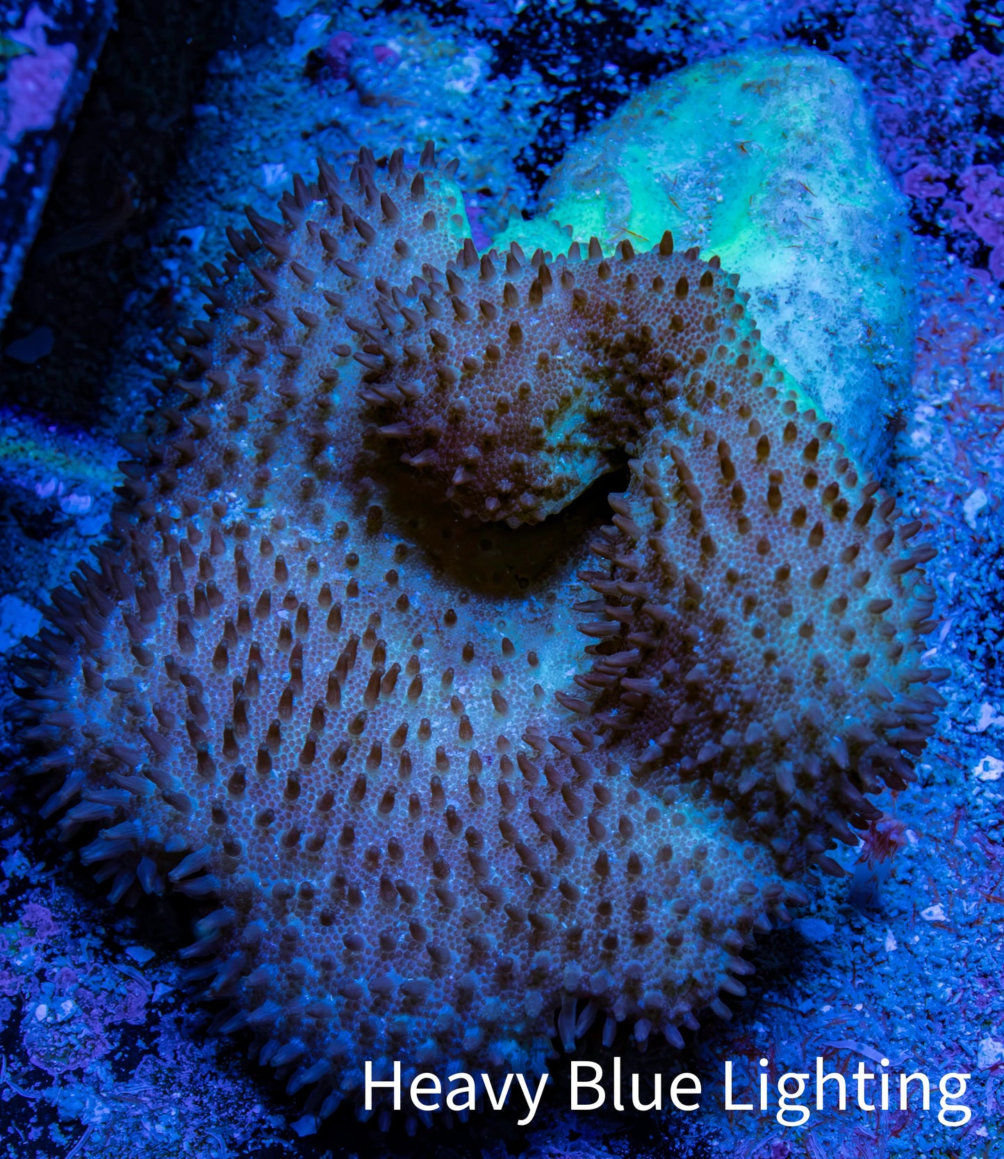 Leather Coral- Toadstool Leather 6cm WYSIWYG Leather Coral- Toadstool Leather 6cm WYSIWYG Soft Coral Leather Coral- Toadstool Leather 6cm WYSIWYG Zeo Box Reef