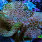Leather Coral- Toadstool Leather 6cm WYSIWYG Leather Coral- Toadstool Leather 6cm WYSIWYG Soft Coral Leather Coral- Toadstool Leather 6cm WYSIWYG Zeo Box Reef
