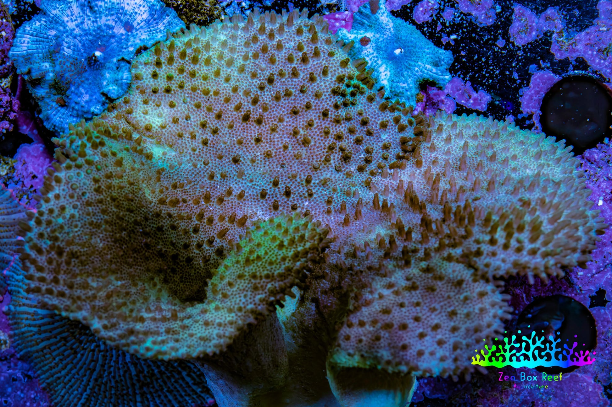 Leather Coral- Toadstool Leather 6cm WYSIWYG Leather Coral- Toadstool Leather 6cm WYSIWYG Soft Coral Leather Coral- Toadstool Leather 6cm WYSIWYG Zeo Box Reef