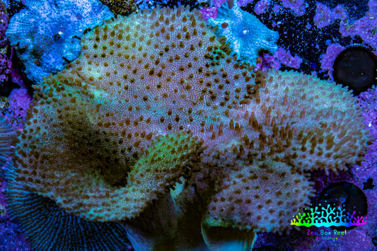 Leather Coral- Toadstool Leather 6cm WYSIWYG Leather Coral- Toadstool Leather 6cm WYSIWYG Soft Coral Leather Coral- Toadstool Leather 6cm WYSIWYG Zeo Box Reef