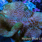 Leather Coral- Toadstool Leather 6cm WYSIWYG Leather Coral- Toadstool Leather 6cm WYSIWYG Soft Coral Leather Coral- Toadstool Leather 6cm WYSIWYG Zeo Box Reef
