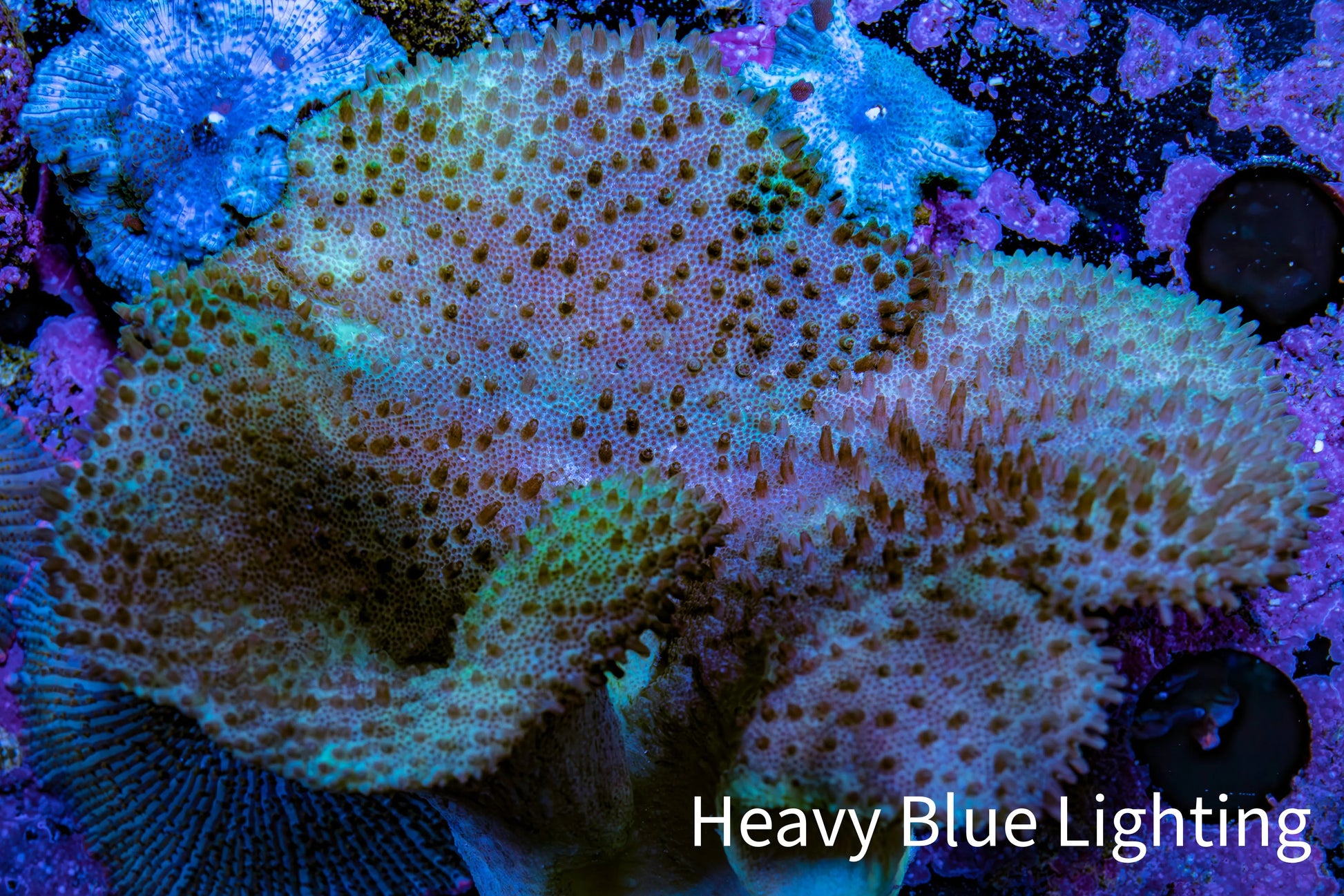 Leather Coral- Toadstool Leather 6cm WYSIWYG Leather Coral- Toadstool Leather 6cm WYSIWYG Soft Coral Leather Coral- Toadstool Leather 6cm WYSIWYG Zeo Box Reef