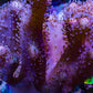 Leather Coral- Toadstool Leather 8cm WYSIWYG RB3 Leather Coral- Toadstool Leather 8cm WYSIWYG RB3 Soft Coral Leather Coral- Toadstool Leather 8cm WYSIWYG RB3 Zeo Box Reef