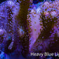 Leather Coral- Toadstool Leather 8cm WYSIWYG RB3 Leather Coral- Toadstool Leather 8cm WYSIWYG RB3 Soft Coral Leather Coral- Toadstool Leather 8cm WYSIWYG RB3 Zeo Box Reef