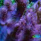 Leather Coral- Toadstool Leather 8cm WYSIWYG RB3 Leather Coral- Toadstool Leather 8cm WYSIWYG RB3 Soft Coral Leather Coral- Toadstool Leather 8cm WYSIWYG RB3 Zeo Box Reef