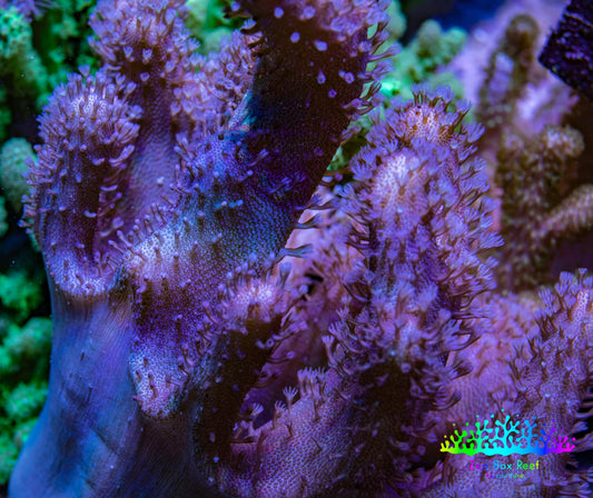 Leather Coral- Toadstool Leather 8cm WYSIWYG RB3 Leather Coral- Toadstool Leather 8cm WYSIWYG RB3 Soft Coral Leather Coral- Toadstool Leather 8cm WYSIWYG RB3 Zeo Box Reef