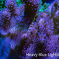 Leather Coral- Toadstool Leather 8cm WYSIWYG RB3 Leather Coral- Toadstool Leather 8cm WYSIWYG RB3 Soft Coral Leather Coral- Toadstool Leather 8cm WYSIWYG RB3 Zeo Box Reef