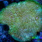 Leather Coral- Toadstool Leather 9cm WYSIWYG B2 Leather Coral- Toadstool Leather 9cm WYSIWYG B2 Soft Coral Leather Coral- Toadstool Leather 9cm WYSIWYG B2 Zeo Box Reef