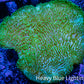 Leather Coral- Toadstool Leather 9cm WYSIWYG B2 Leather Coral- Toadstool Leather 9cm WYSIWYG B2 Soft Coral Leather Coral- Toadstool Leather 9cm WYSIWYG B2 Zeo Box Reef