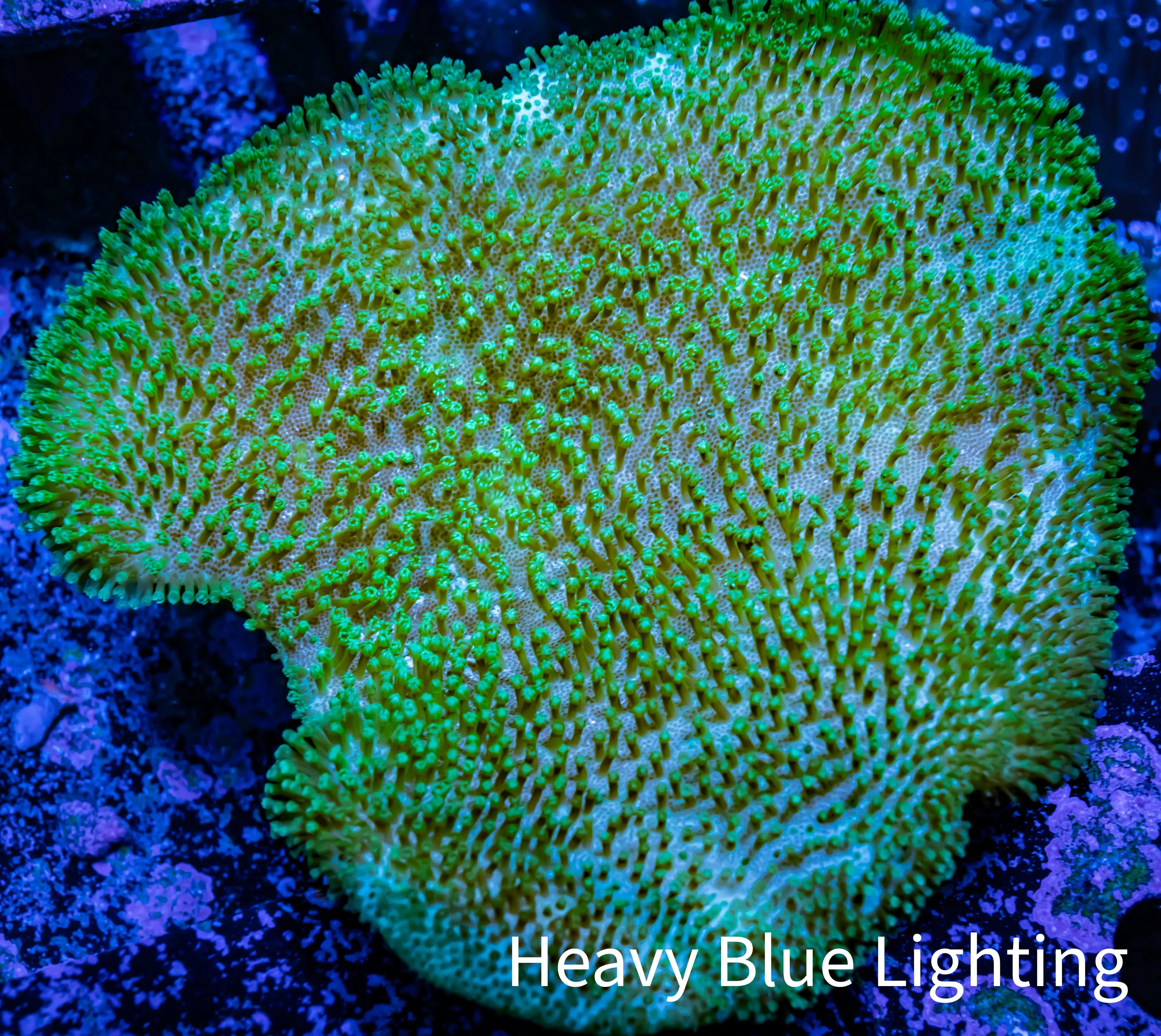 Toadstool Reef Buy Long Polyp Toadstool leather Coral Zeo Box Reef Australia – Zeo Box ...