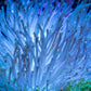 Leather Coral- Ultra Long Polyp Toadstool  7cm WYSIWYG Leather Coral- Ultra Long Polyp Toadstool  7cm WYSIWYG Soft Coral Leather Coral- Ultra Long Polyp Toadstool  7cm WYSIWYG Zeo Box Reef