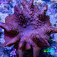 Leather Coral WYSIWYG, 10 cm Leather Coral WYSIWYG, 10 cm Soft Coral Leather Coral WYSIWYG, 10 cm Zeo Box Reef