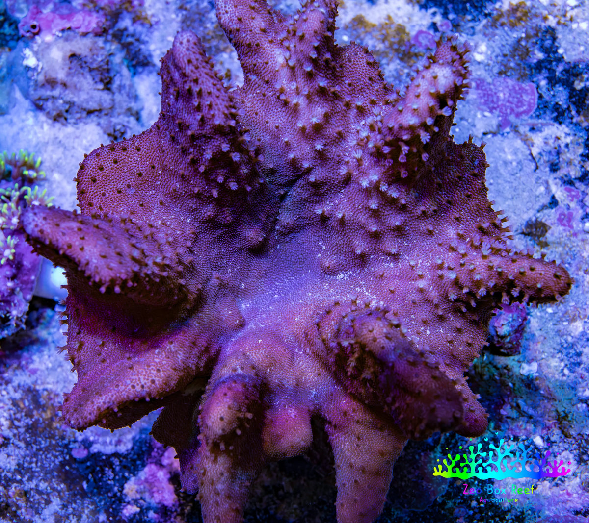 Leather Coral WYSIWYG, 10 cm Leather Coral WYSIWYG, 10 cm Soft Coral Leather Coral WYSIWYG, 10 cm Zeo Box Reef