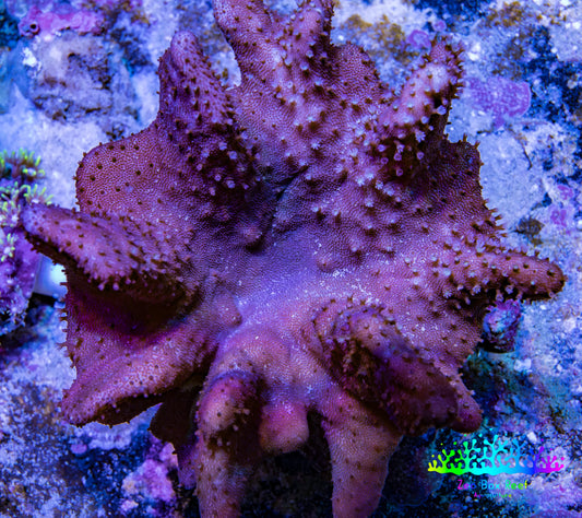 Leather Coral WYSIWYG, 10 cm Leather Coral WYSIWYG, 10 cm Soft Coral Leather Coral WYSIWYG, 10 cm Zeo Box Reef