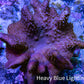 Leather Coral WYSIWYG, 10 cm Leather Coral WYSIWYG, 10 cm Soft Coral Leather Coral WYSIWYG, 10 cm Zeo Box Reef