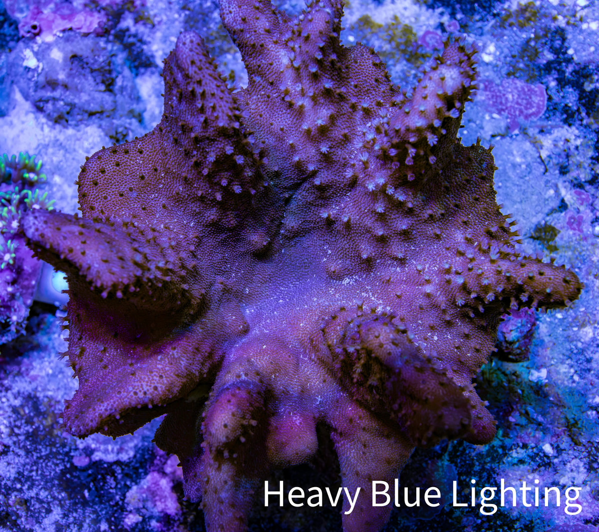 Leather Coral WYSIWYG, 10 cm Leather Coral WYSIWYG, 10 cm Soft Coral Leather Coral WYSIWYG, 10 cm Zeo Box Reef