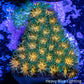 Leptastrea Coral  - Frag- Forest Fire Lepto Leptastrea Coral  - Frag- Forest Fire Lepto Home & Garden Leptastrea Coral  - Frag- Forest Fire Lepto Zeo Box Reef