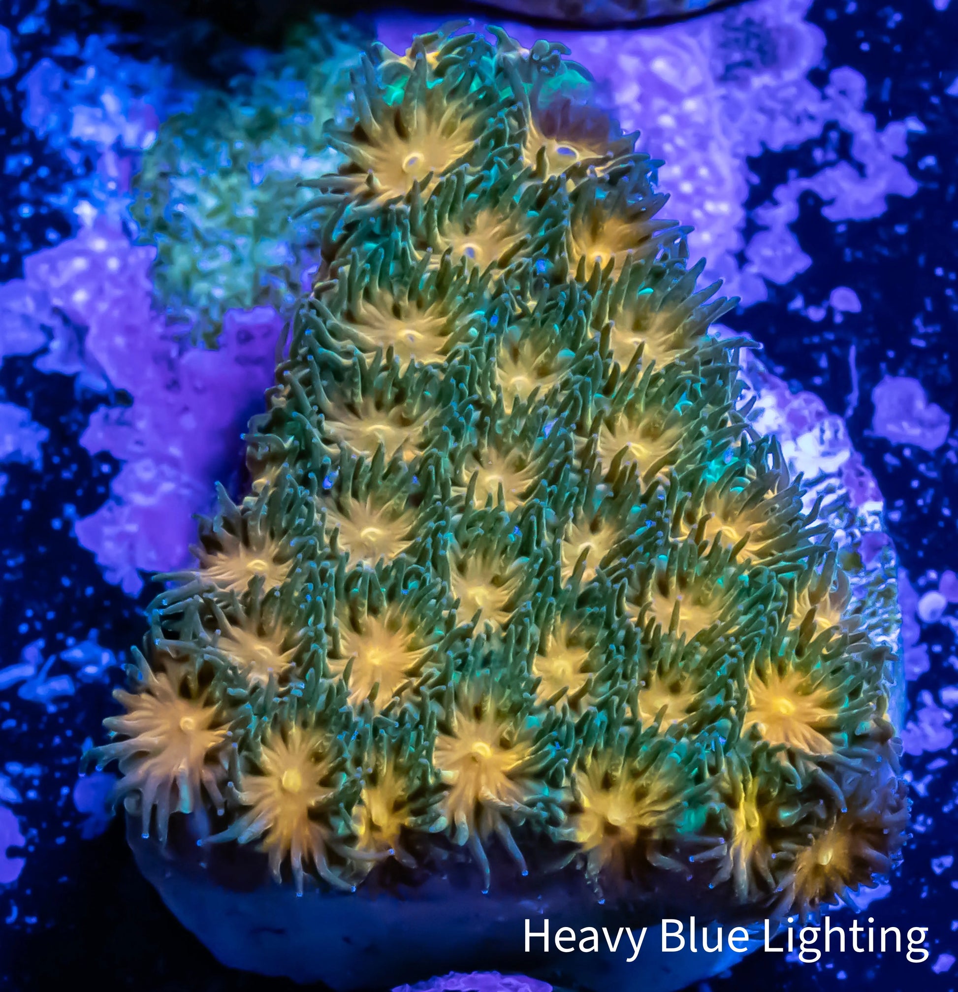 Leptastrea Coral  - Frag- Forest Fire Lepto Leptastrea Coral  - Frag- Forest Fire Lepto Home & Garden Leptastrea Coral  - Frag- Forest Fire Lepto Zeo Box Reef