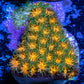 Leptastrea Coral  - Frag- Forest Fire Lepto Leptastrea Coral  - Frag- Forest Fire Lepto Home & Garden Leptastrea Coral  - Frag- Forest Fire Lepto Zeo Box Reef