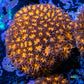 Leptastrea Coral  - Frag- HellFire👹 Lepto Leptastrea Coral  - Frag- HellFire👹 Lepto Home & Garden Leptastrea Coral  - Frag- HellFire👹 Lepto Zeo Box Reef