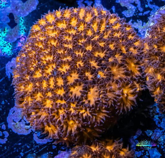 Leptastrea Coral  - Frag- HellFire👹 Lepto Leptastrea Coral  - Frag- HellFire👹 Lepto Home & Garden Leptastrea Coral  - Frag- HellFire👹 Lepto Zeo Box Reef