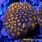 Leptastrea Coral  - Frag- HellFire👹 Lepto Leptastrea Coral  - Frag- HellFire👹 Lepto Home & Garden Leptastrea Coral  - Frag- HellFire👹 Lepto Zeo Box Reef