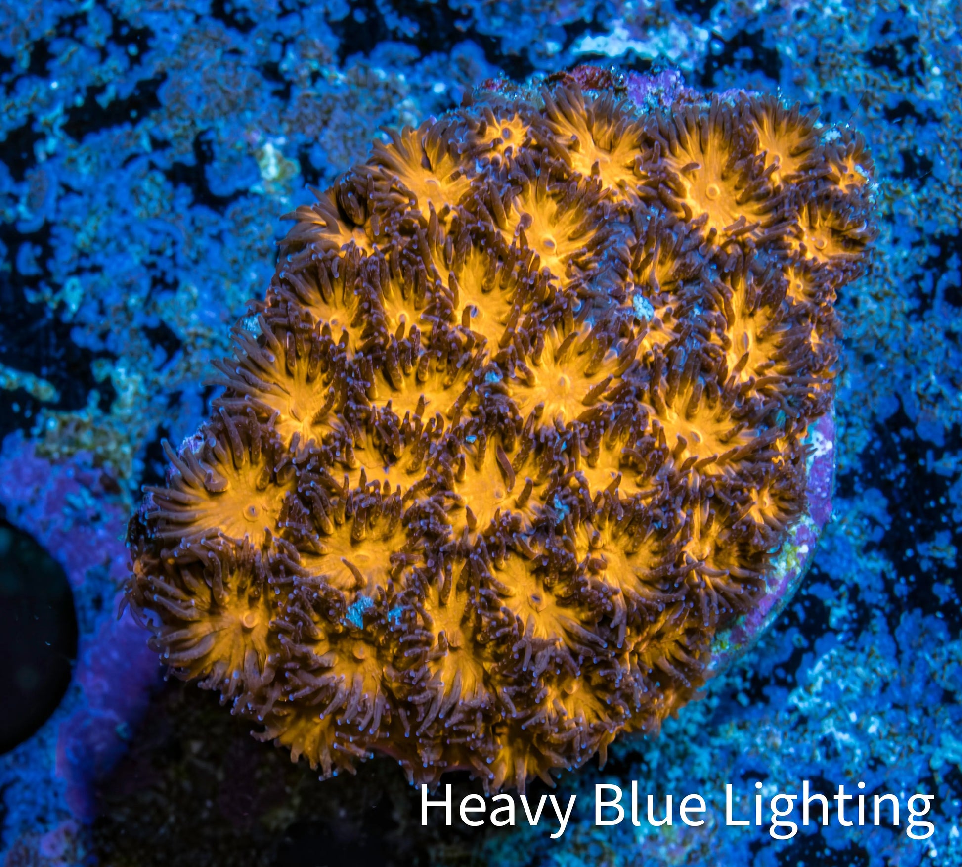 Leptastrea Coral  - Frag- HellFire👹 Lepto Leptastrea Coral  - Frag- HellFire👹 Lepto Home & Garden Leptastrea Coral  - Frag- HellFire👹 Lepto Zeo Box Reef