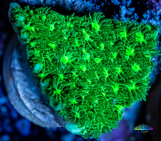 Leptastrea Coral - Nuclear Green Lepto Frag Leptastrea Coral - Nuclear Green Lepto Frag Home & Garden Leptastrea Coral - Nuclear Green Lepto Frag Zeo Box Reef