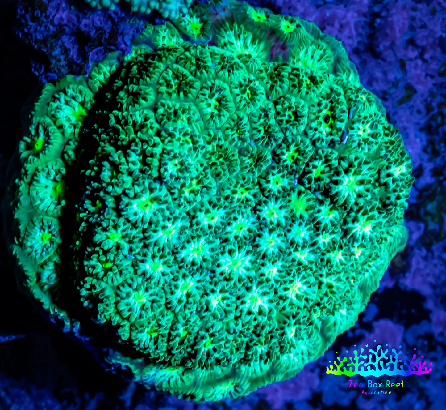 Leptastrea Coral - Nuclear Green Lepto Frag Leptastrea Coral - Nuclear Green Lepto Frag Home & Garden Leptastrea Coral - Nuclear Green Lepto Frag Zeo Box Reef