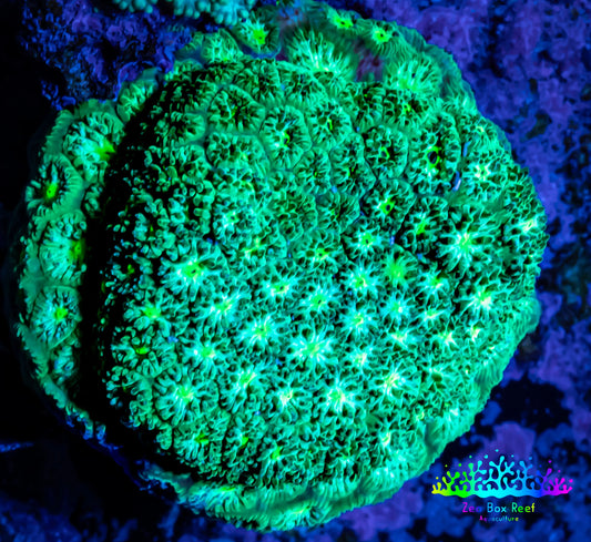 Leptastrea Coral - Nuclear Green Lepto Frag Leptastrea Coral - Nuclear Green Lepto Frag Home & Garden Leptastrea Coral - Nuclear Green Lepto Frag Zeo Box Reef