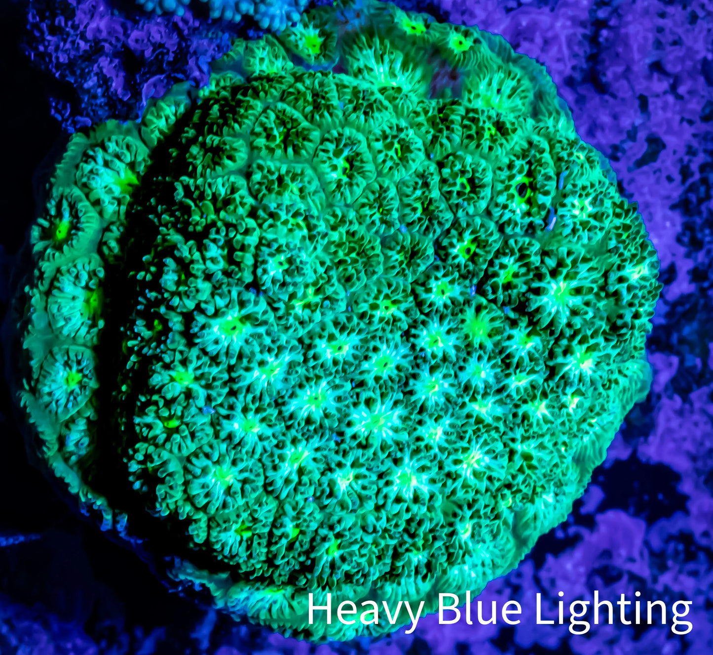 Leptastrea Coral - Nuclear Green Lepto Frag Leptastrea Coral - Nuclear Green Lepto Frag Home & Garden Leptastrea Coral - Nuclear Green Lepto Frag Zeo Box Reef