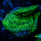 Leptoseris Coral -  Green Glitter Lepto Frag Leptoseris Coral -  Green Glitter Lepto Frag Pet Supplies Leptoseris Coral -  Green Glitter Lepto Frag Zeo Box Reef
