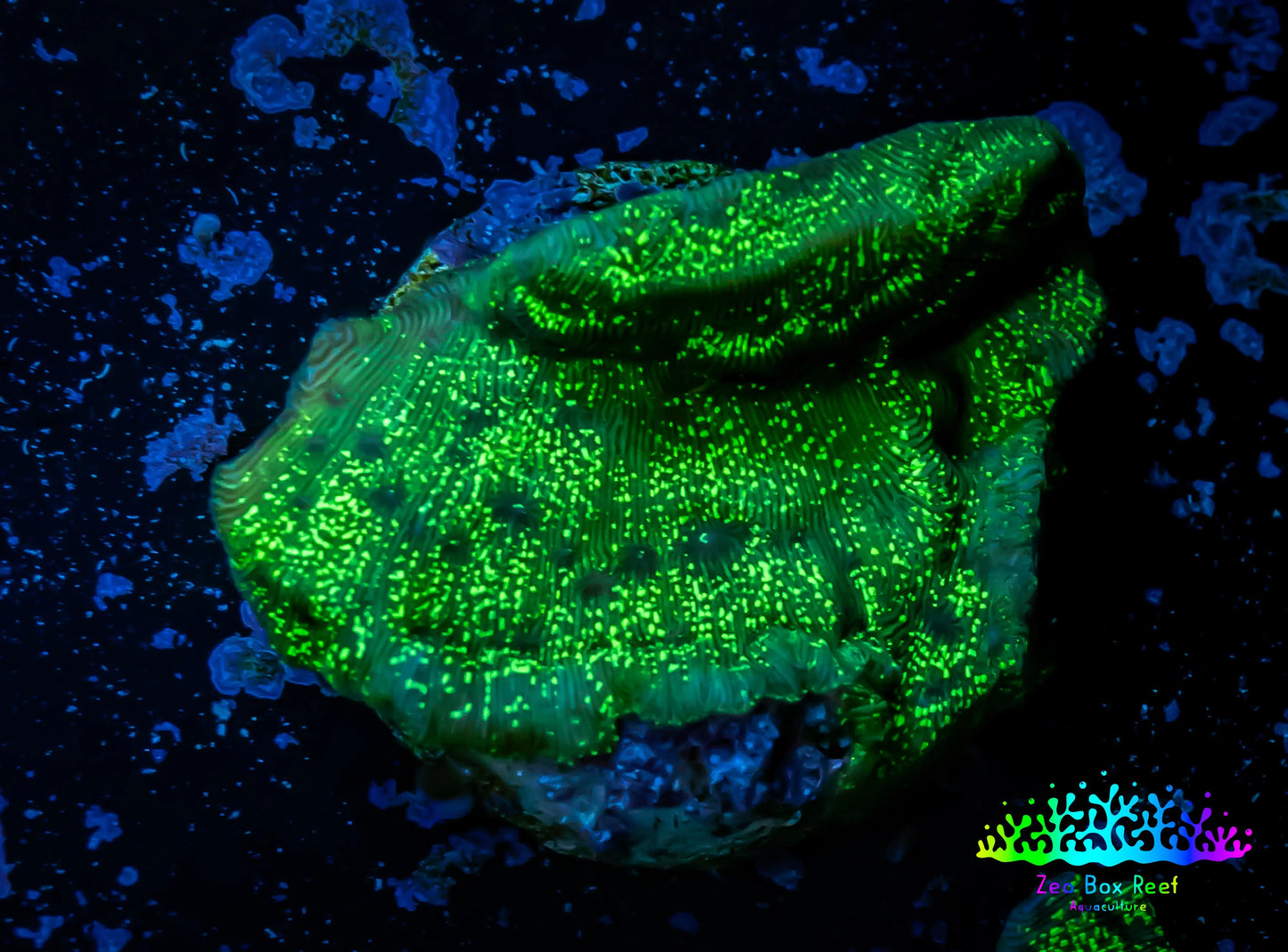 Leptoseris Coral -  Green Glitter Lepto Frag Leptoseris Coral -  Green Glitter Lepto Frag Pet Supplies Leptoseris Coral -  Green Glitter Lepto Frag Zeo Box Reef