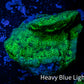Leptoseris Coral -  Green Glitter Lepto Frag Leptoseris Coral -  Green Glitter Lepto Frag Pet Supplies Leptoseris Coral -  Green Glitter Lepto Frag Zeo Box Reef