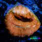 Leptoseris Coral -  Jack - O - Lantern Lepto Frag Leptoseris Coral -  Jack - O - Lantern Lepto Frag Pet Supplies Leptoseris Coral -  Jack - O - Lantern Lepto Frag Zeo Box Reef