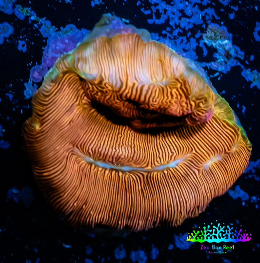 Leptoseris Coral -  Jack - O - Lantern Lepto Frag Leptoseris Coral -  Jack - O - Lantern Lepto Frag Pet Supplies Leptoseris Coral -  Jack - O - Lantern Lepto Frag Zeo Box Reef