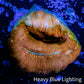 Leptoseris Coral -  Jack - O - Lantern Lepto Frag Leptoseris Coral -  Jack - O - Lantern Lepto Frag Pet Supplies Leptoseris Coral -  Jack - O - Lantern Lepto Frag Zeo Box Reef