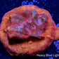 Leptoseris Coral - LPS - Frag- Jack - O - Lantern Lepto Leptoseris Coral - LPS - Frag- Jack - O - Lantern Lepto Pet Supplies Leptoseris Coral - LPS - Frag- Jack - O - Lantern Lepto Zeo Box Reef