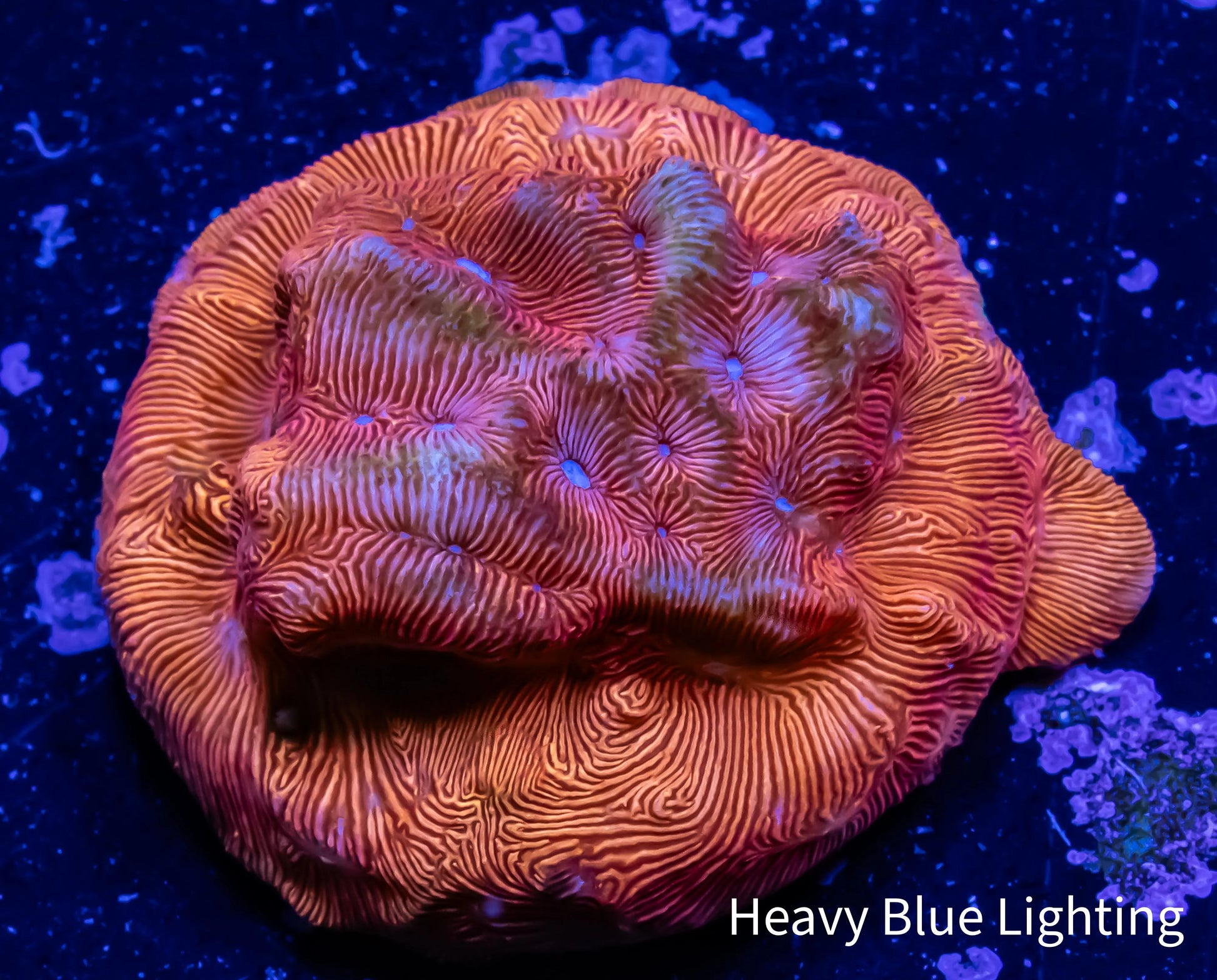 Leptoseris Coral - LPS - Frag- Jack - O - Lantern Lepto Leptoseris Coral - LPS - Frag- Jack - O - Lantern Lepto Pet Supplies Leptoseris Coral - LPS - Frag- Jack - O - Lantern Lepto Zeo Box Reef