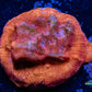 Leptoseris Coral - LPS - Frag- Jack - O - Lantern Lepto Leptoseris Coral - LPS - Frag- Jack - O - Lantern Lepto Pet Supplies Leptoseris Coral - LPS - Frag- Jack - O - Lantern Lepto Zeo Box Reef